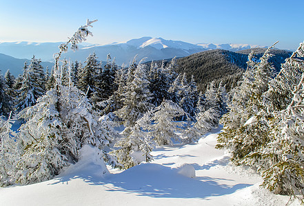 白雪覆盖树木孤独登山爬坡森林旅行气候场景农村季节松树图片