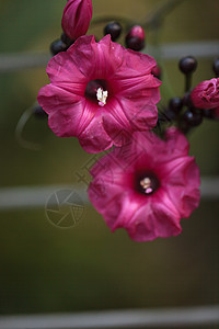 红紫花朵植物群叶子花粉藤蔓草本植物异国植物情调热情花园图片