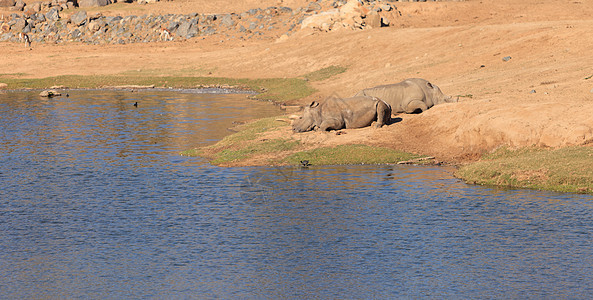 白非洲犀牛角兽喇叭象牙濒危哺乳动物嘴巴野生动物长草动物食草图片