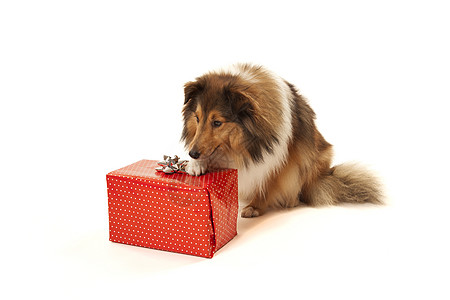 狗狗闻着礼物盒的味道图片