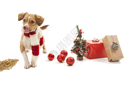 步行狗盒子忠诚哺乳动物包装纸纯种狗家畜宠物珠宝文化动物图片