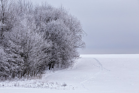 1月份的雪季冬季森林天际小径树木灌木丛边缘滑雪木头白色灰色黑色背景图片