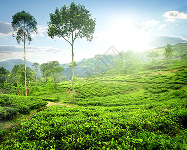 茶叶种植园的雾图片