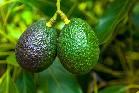 阿沃卡多斯裂纹食物热带绿色植物异国蔬菜情调饮食鳄梨水果图片