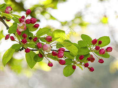 闪幕季节树叶背景图片