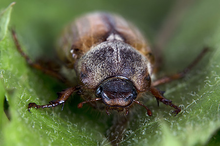 绿叶上的甲虫昆虫抛光总科野生动物宏观食草动物女性收藏白话图片