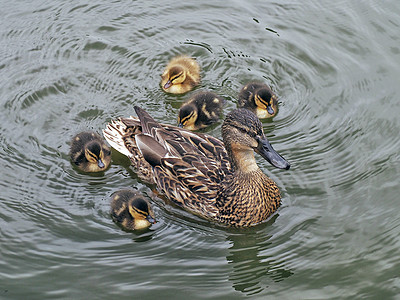鸭子野生动物离合器池塘母亲动物小鸭子背景图片