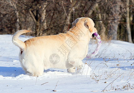 冬天的黄色拉布拉多 在雪中带着玩具公园森林晴天乐趣朋友宠物跑步猎犬幸福白色图片