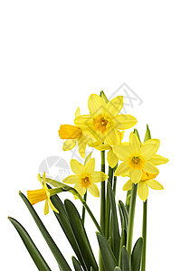 黄黄面水仙绿色乡村植物群黄色桌子礼物女士明信片花瓣郁金香图片