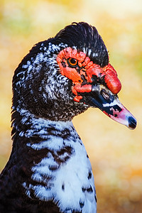 Muscovy鸭的肖像水鸟账单番鸭羽毛动物群鸟类水禽鸭子图片