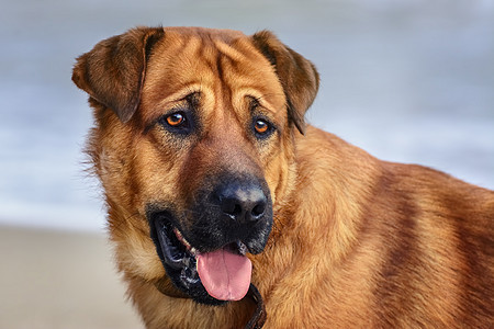 狗狗的肖像家畜鼻子宠物舌头犬类背景图片