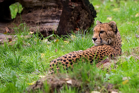 猎豹在野外休息图片