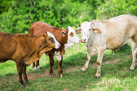国内的奶牛哺乳动物农田场地农场牧场乡村草地牛肉动物绿色图片