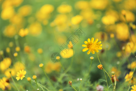 黄色菊花背景背景图片