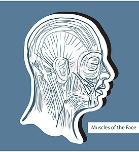 人脸肌肉面部肌肉     医学技术插图精神力身体健康男人小肌实验室唇肌教育图片
