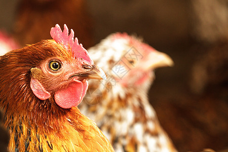 鸡公鸡羽毛蔬菜面包生育力农场小鸡营养家畜饮食图片