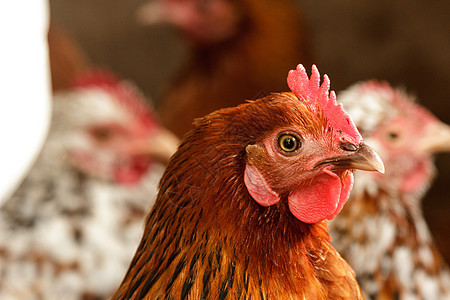 鸡生育力饮食蔬菜家禽美食农场食物羽毛动物生活图片