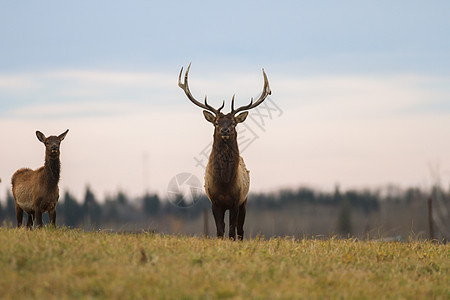 在野生风景中的鹿木头打猎生活尾巴野生动物动物群公园荒野眼睛森林图片