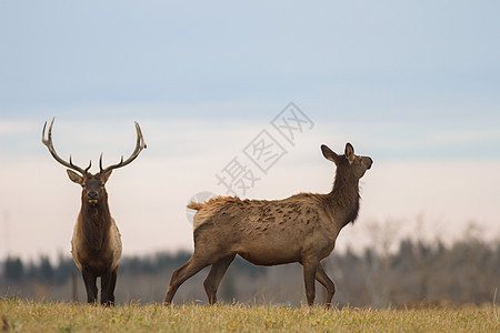 在野生风景中的鹿毛皮打猎树木野生动物女性尾巴哺乳动物木头公园鱼子图片