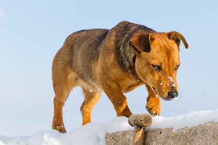 有趣的狗小狗斗牛犬衣领宠物姿势犬类动物朋友头发友谊图片