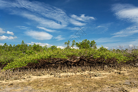 印度尼西亚北苏拉威西红树海滩海岸线海岸场景森林沼泽蓝色旅行环境反射图片