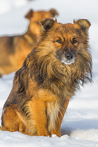 有趣的狗哺乳动物小狗乐趣犬类猫科动物情感衣领动物姿势宠物图片