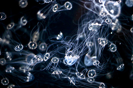 水母鱼危险动物园海蜇情调潜艇动物异国水族馆呼吸管海洋学图片