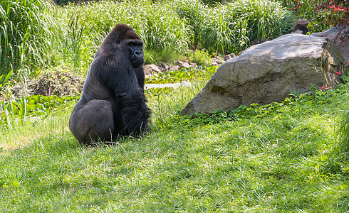 大猩猩在草地上图片