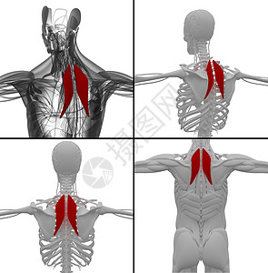 Rhomboideus的医学插图卫生药品保健肌肉解剖学三角肌姿势器官背部男性图片