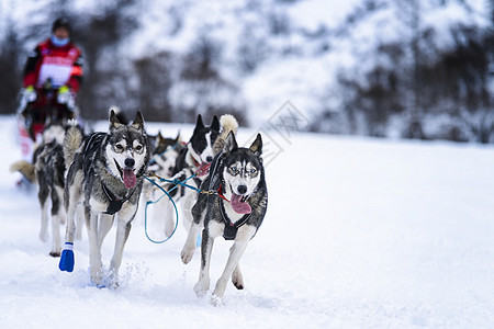 赛速赛中的滑雪狗竞赛运动犬类场地宠物跑步旅游团体团队旅行图片