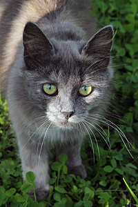 绿草上的灰猫花园动物猫咪哺乳动物宠物虎斑毛皮猫科动物饮食草地图片