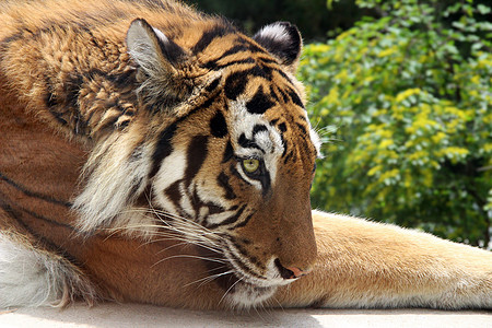 悲伤的老虎躺在草地上图片