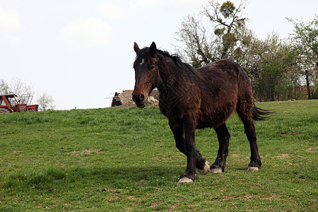 在农场放牧马匹美丽农村野生动物食草牧场草地哺乳动物尾巴动物畜栏图片