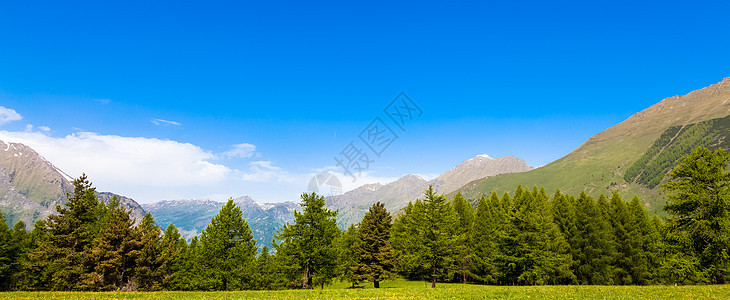 意大利阿尔卑斯山森林松树植物高山天空国家树木山脉草地环境图片