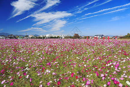 开花环境花朵花园绿色白色乡村粉色植物学植物蓝色图片