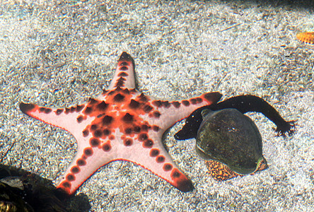 黑海黄瓜 海星鱼和贝类图片