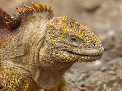 加拉帕戈斯的陆地蜥蜴黄色群岛鬣蜥广场背景图片