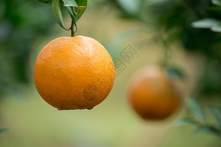 新鲜橙色叶子收成花园食物环境生长果园水果农业绿色图片