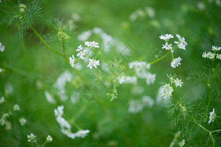 椰枣花图片