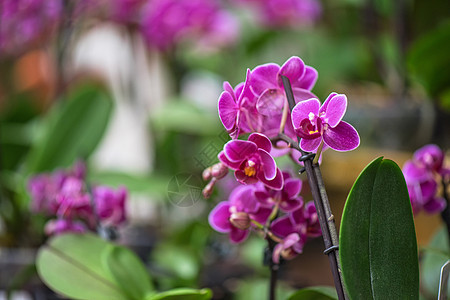 植物学粉红兰花宏观植物群紫色花瓣花束叶子花园艺术热带庆典图片