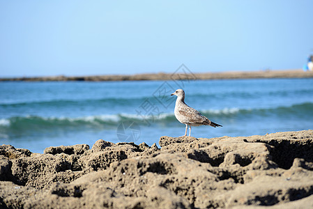 带海鸥的海滩场景蓝色悬崖海岸线风景动物太阳海岸海洋石头图片