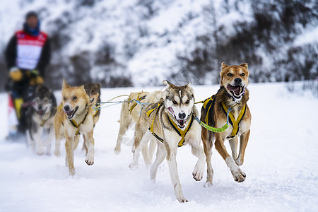 赛速赛中的滑雪狗冒险团队雪橇旅行团体旅游竞赛跑步宠物男人图片