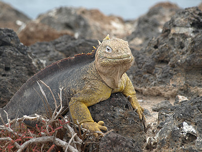 加拉帕戈斯的陆地蜥蜴鬣蜥群岛广场黄色背景图片