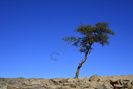 沙漠中的树苗旅行干旱荒野公园风景死亡季节场景地平线孤独图片