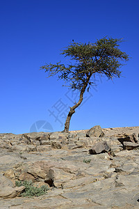 沙漠中的树苗植物荒野风景沙丘场地干旱地形公园死亡旅行图片