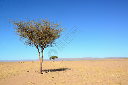 沙漠中的树苗环境天空场地干旱风景沙丘荒野季节叶子场景图片