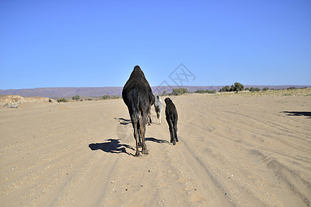 沙漠中的骆驼动物旅行风景夫妻蓝色文化航程荒野太阳冒险图片