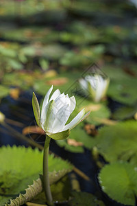 美丽的莲花花绿色黄色图片