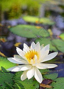 美丽的莲花花绿色黄色图片