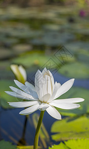 美丽的莲花花花园植物黄色白色绿色图片